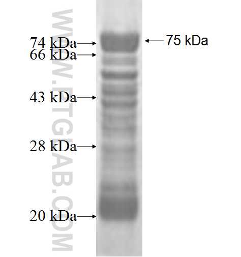 TIMD4 fusion protein Ag2621 SDS-PAGE