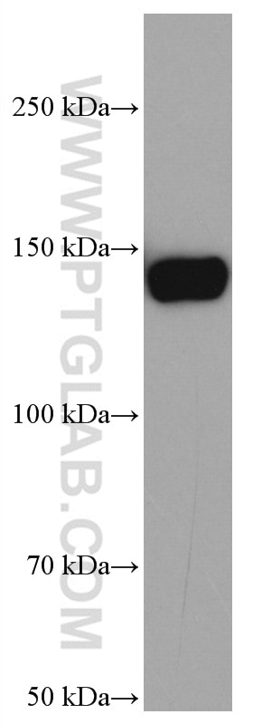 Western Blot (WB) analysis of NIH/3T3 cells using TIMELESS Monoclonal antibody (67022-1-Ig)