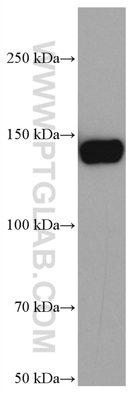 WB analysis of NIH/3T3 using 67022-1-Ig