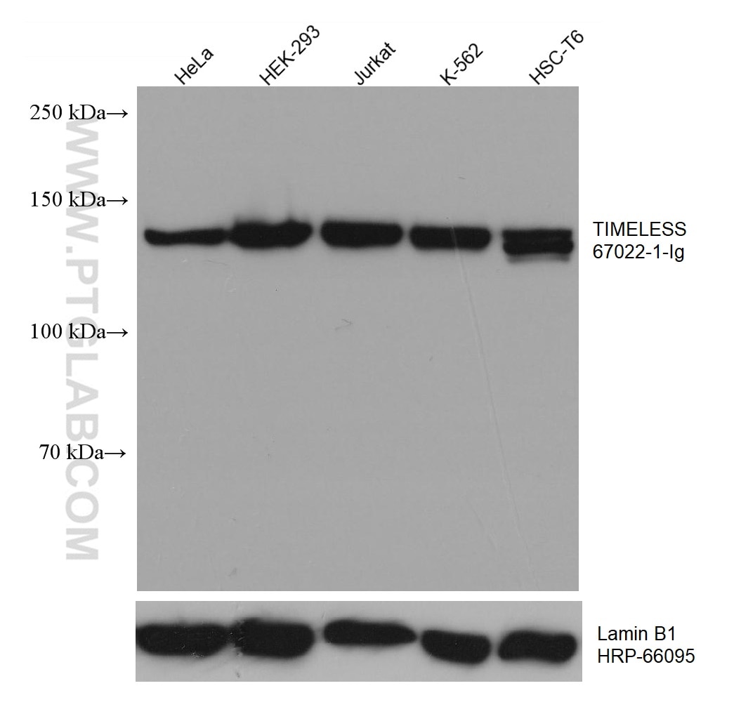 Western Blot (WB) analysis of various lysates using TIMELESS Monoclonal antibody (67022-1-Ig)