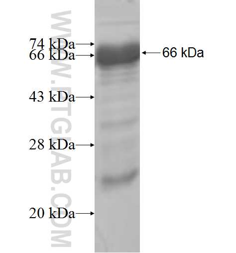 TIMELESS fusion protein Ag5767 SDS-PAGE
