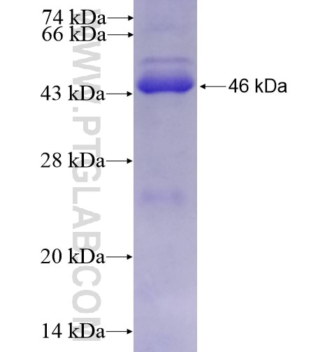 TIMELESS fusion protein Ag6283 SDS-PAGE