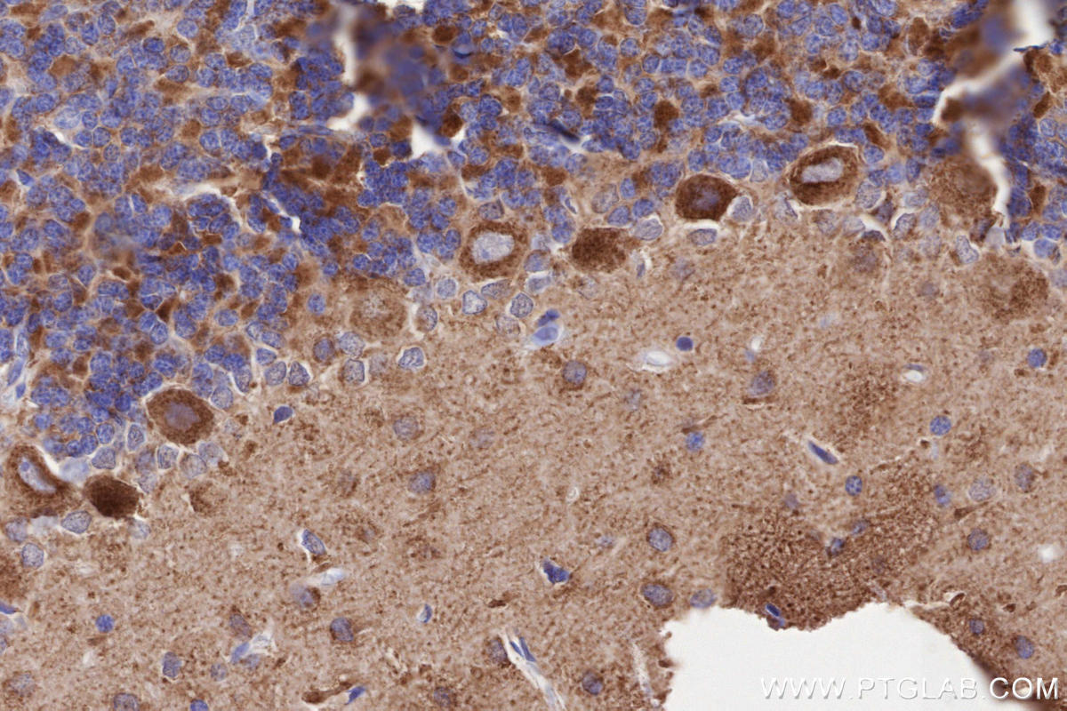 Immunohistochemistry (IHC) staining of rat cerebellum tissue using TIM10 Polyclonal antibody (11124-2-AP)