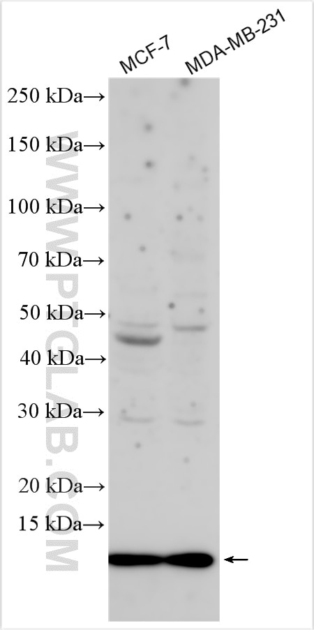 Western Blot (WB) analysis of various lysates using TIM10 Polyclonal antibody (11124-2-AP)