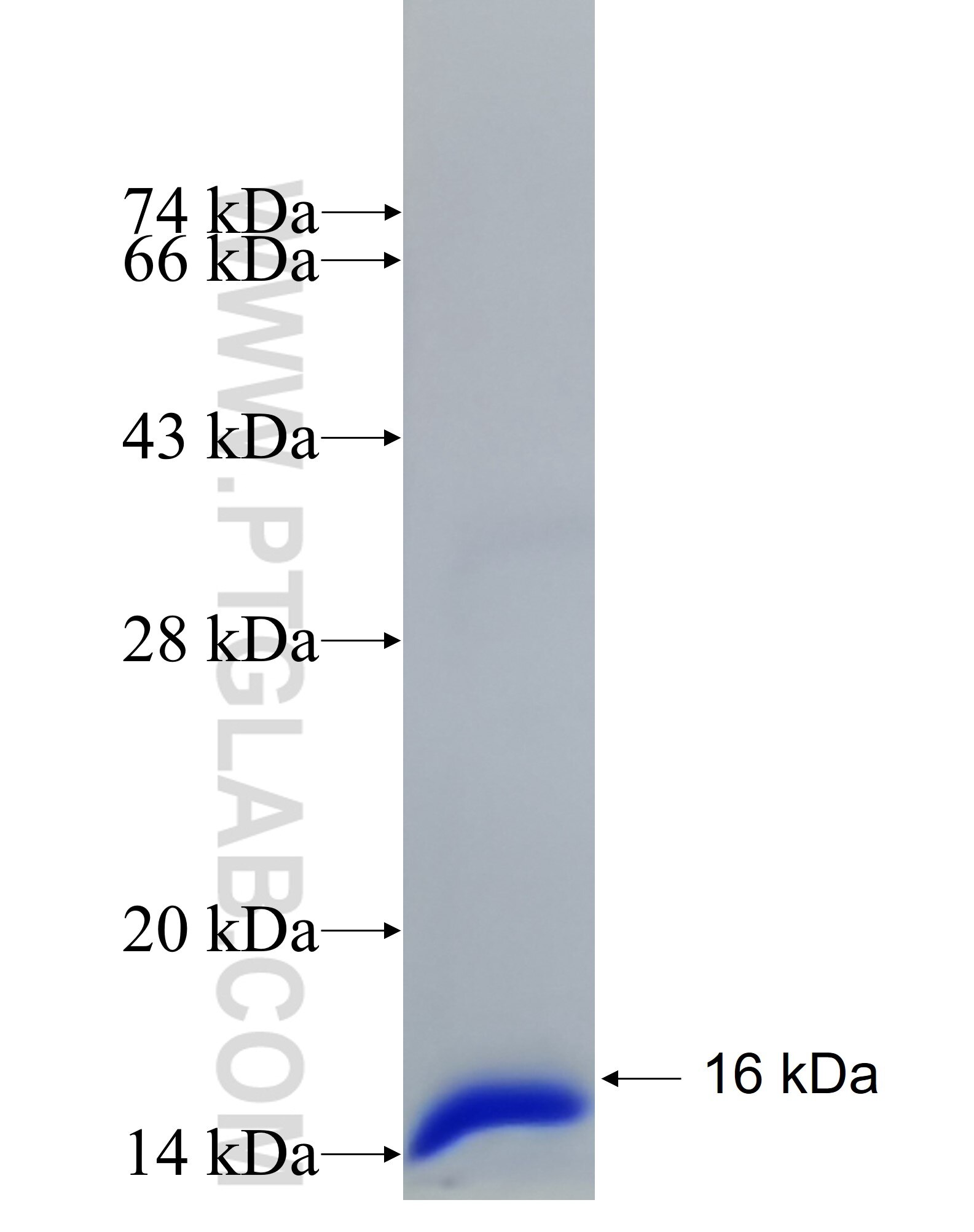 TIMM10 fusion protein Ag33189 SDS-PAGE TIMM10 fusion protein Ag33189 SDS-PAGE