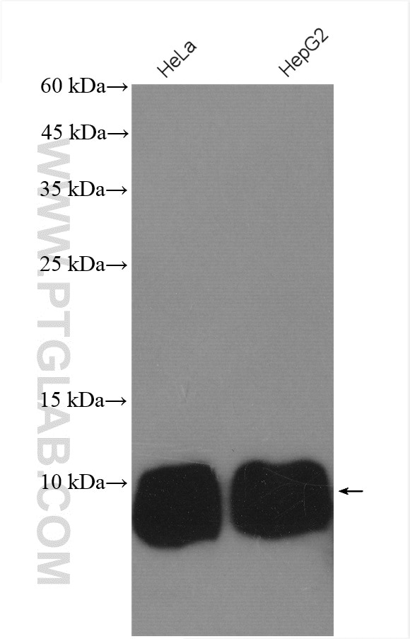 Western Blot (WB) analysis of various lysates using TIMM13 Polyclonal antibody (11973-1-AP)