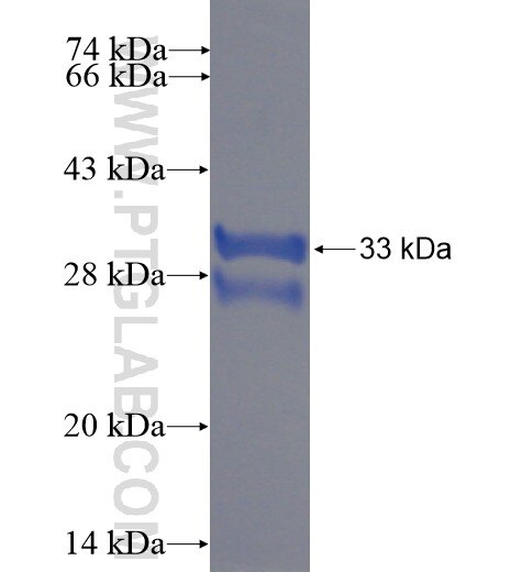 TIMM13 fusion protein Ag2596 SDS-PAGE
