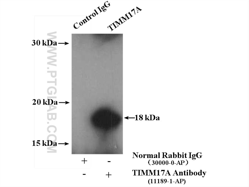 TIMM17A Polyclonal antibody