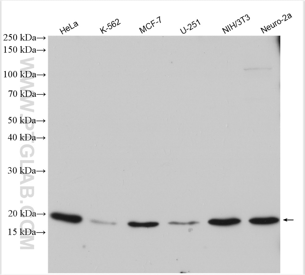 Western Blot (WB) analysis of various lysates using TIMM17A Polyclonal antibody (11189-1-AP)