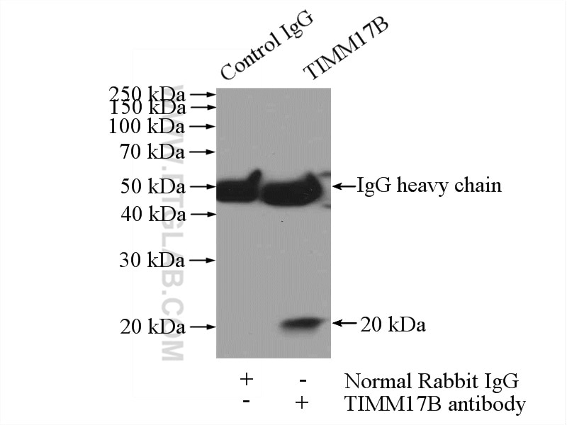 Immunoprecipitation (IP) experiment of mouse heart tissue using TIMM17B Polyclonal antibody (11062-1-AP)