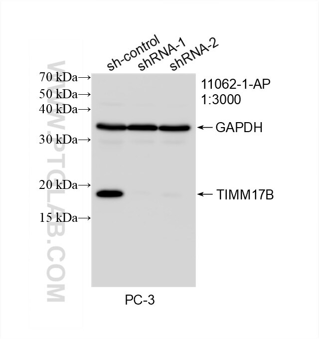 Western Blot (WB) analysis of PC-3 cells using TIMM17B Polyclonal antibody (11062-1-AP)