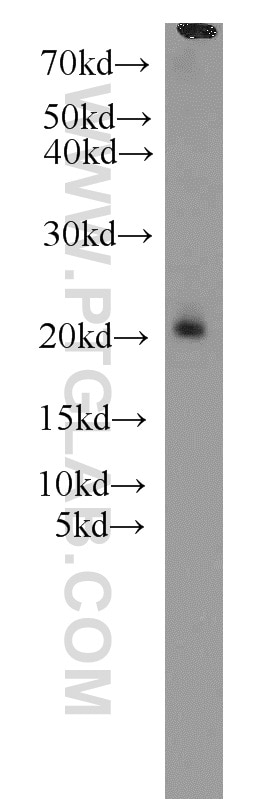 Western Blot (WB) analysis of mouse heart tissue using TIMM17B Polyclonal antibody (11062-1-AP)