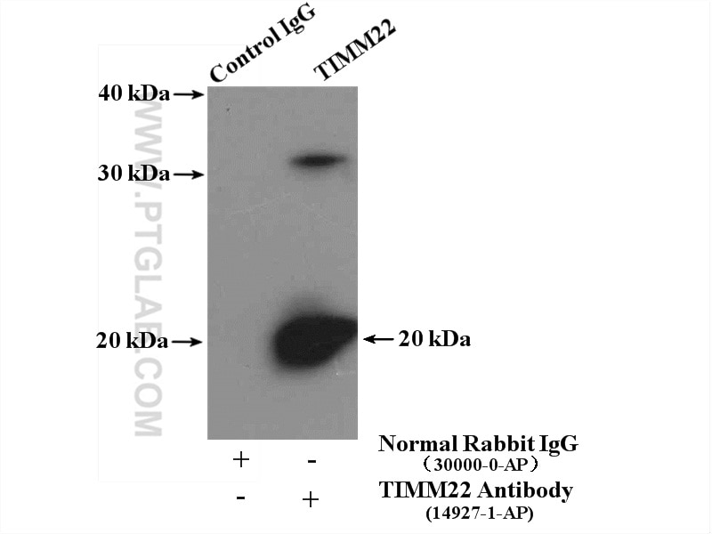 Immunoprecipitation (IP) experiment of mouse liver tissue using TIM22 Polyclonal antibody (14927-1-AP)