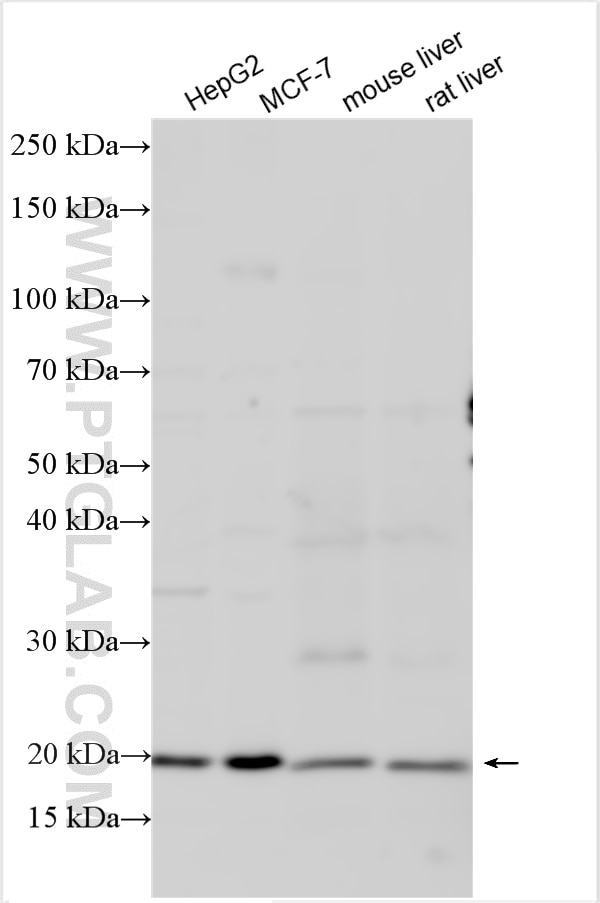 Western Blot (WB) analysis of various lysates using TIM22 Polyclonal antibody (14927-1-AP)