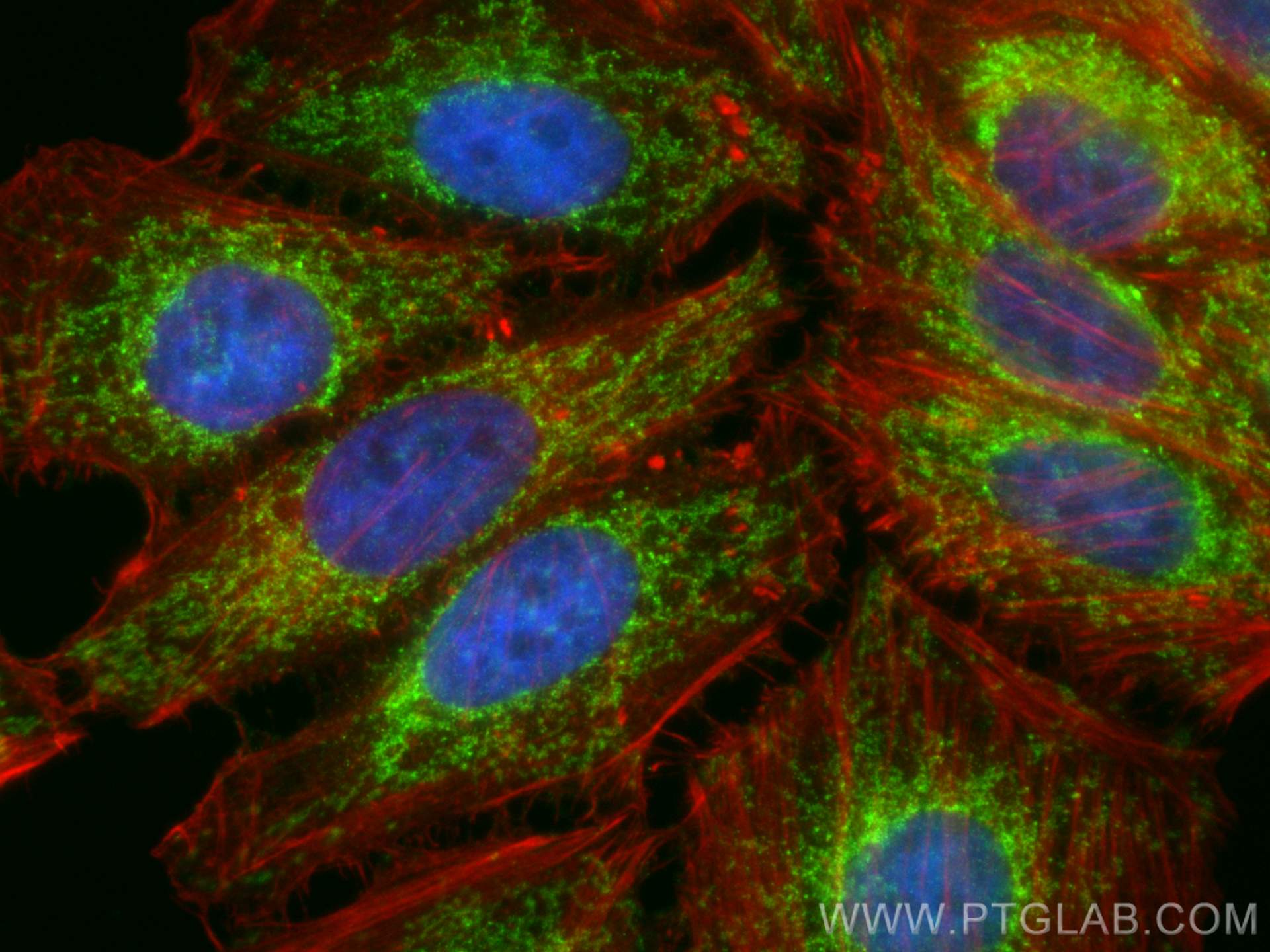 Immunofluorescence (IF) / fluorescent staining of HepG2 cells using Tim23 Polyclonal antibody (11123-1-AP)