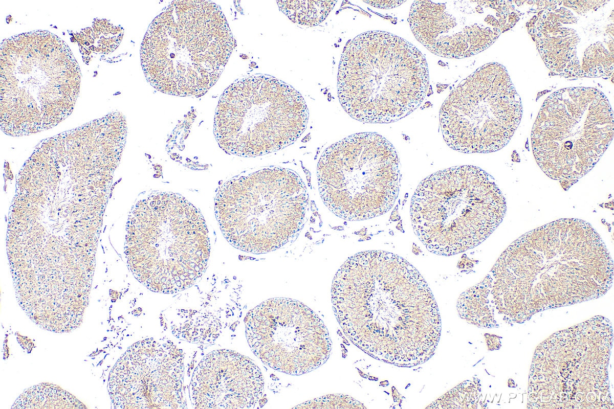 Immunohistochemistry (IHC) staining of mouse testis tissue using TIM23 Polyclonal antibody (11123-1-AP)