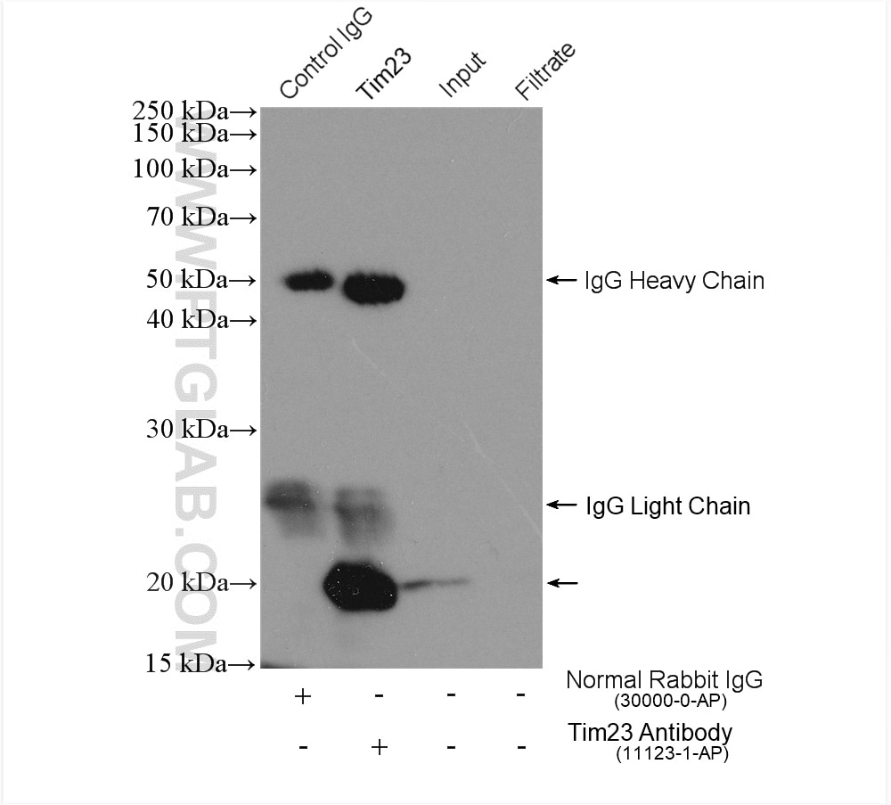 Immunoprecipitation (IP) experiment of mouse heart tissue using Tim23 Polyclonal antibody (11123-1-AP)
