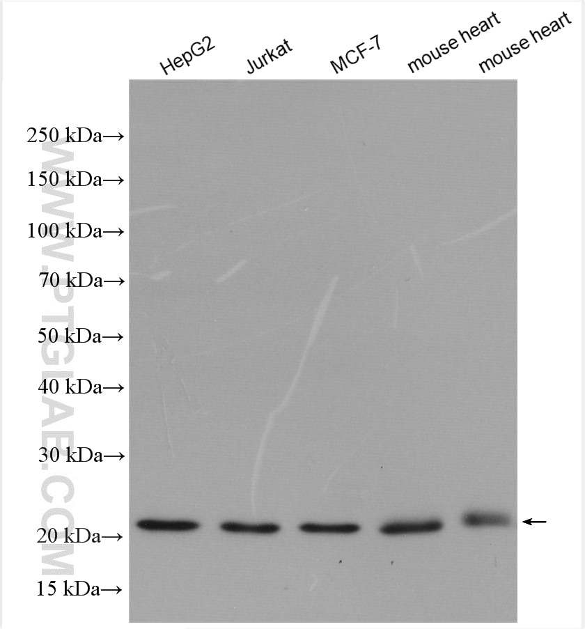 Western Blot (WB) analysis of various lysates using Tim23 Polyclonal antibody (11123-1-AP)