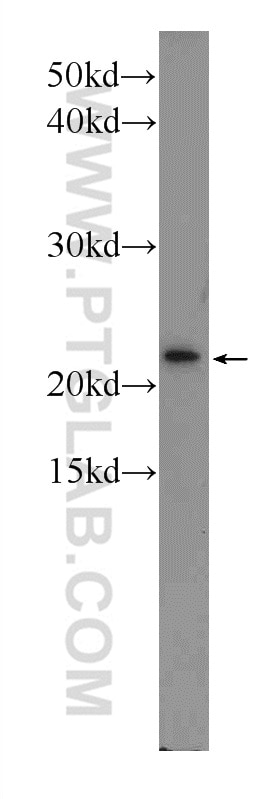 Tim23 Polyclonal antibody