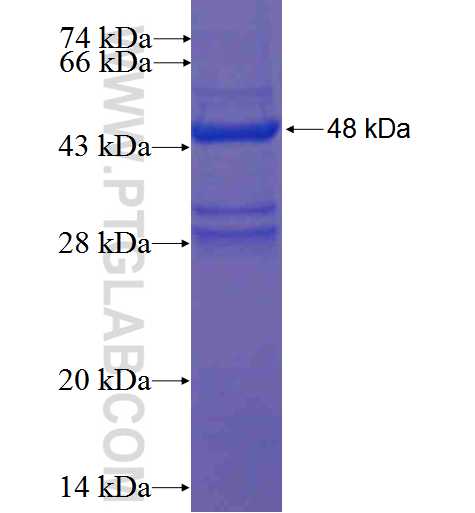 Tim23 fusion protein Ag1620 SDS-PAGE