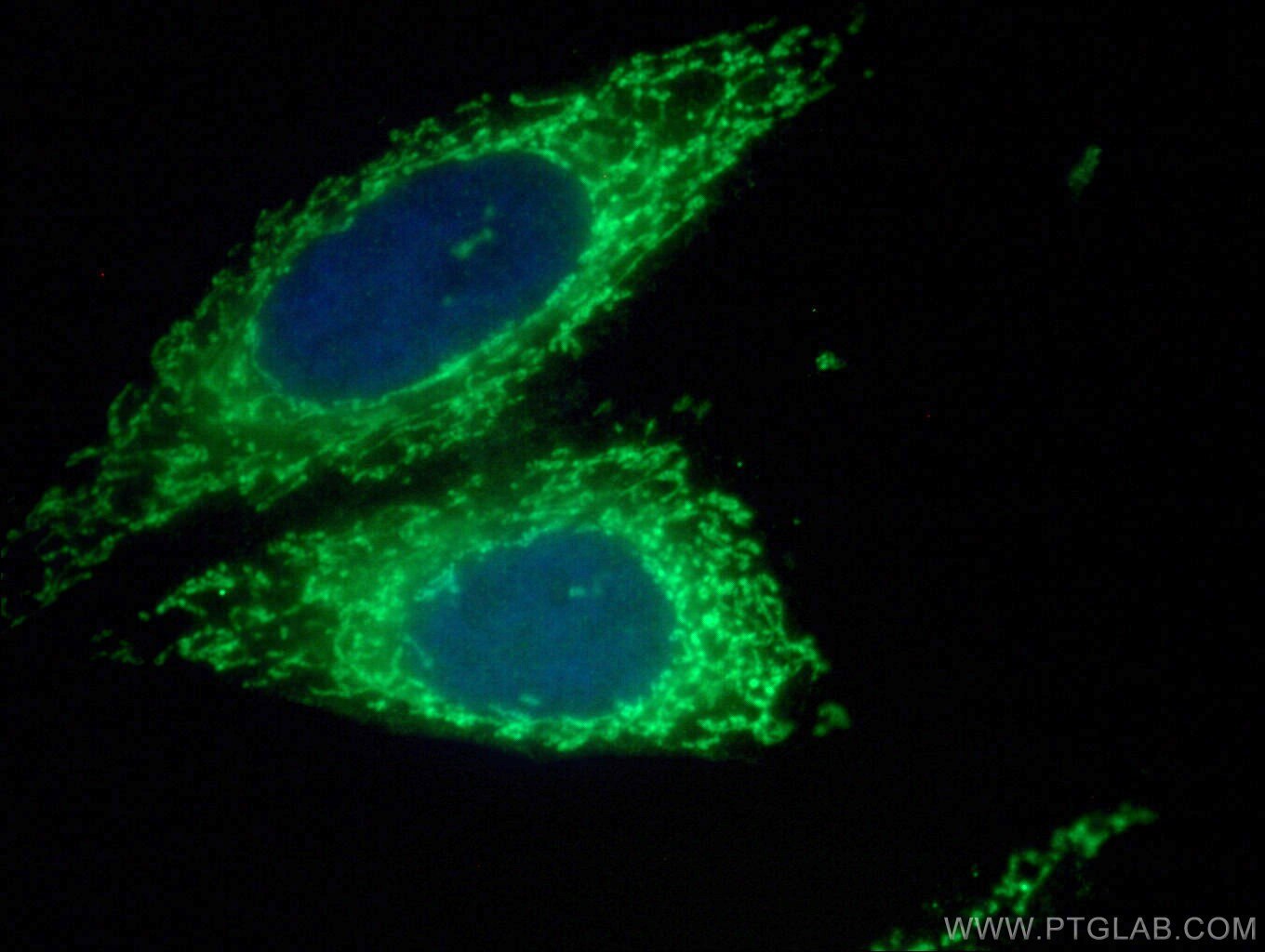 Immunofluorescence (IF) / fluorescent staining of HepG2 cells using TIMM44 Polyclonal antibody (13859-1-AP)