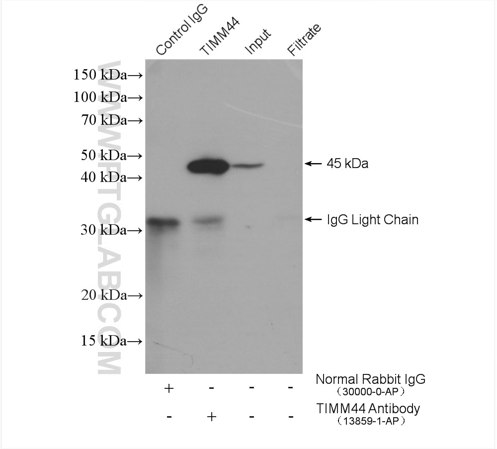 Immunoprecipitation (IP) experiment of HeLa cells using TIMM44 Polyclonal antibody (13859-1-AP)