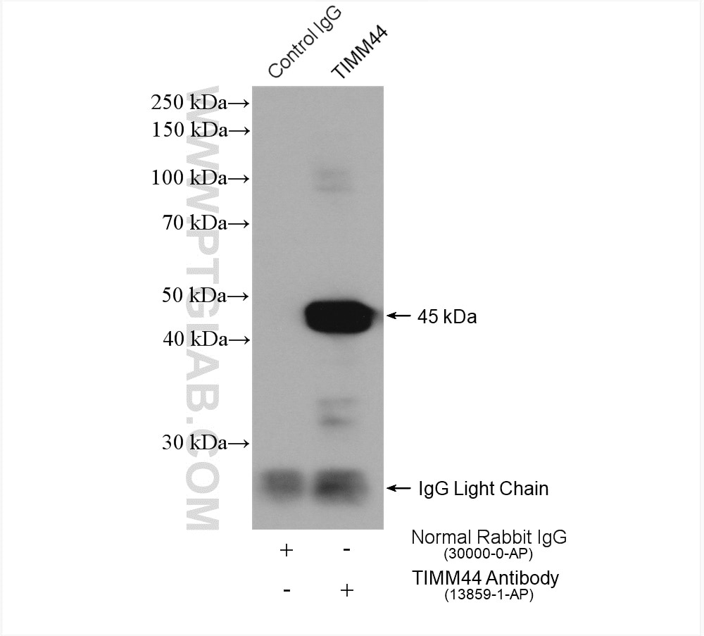 Immunoprecipitation (IP) experiment of mouse heart tissue using TIMM44 Polyclonal antibody (13859-1-AP)