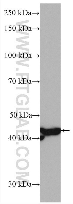 Western Blot (WB) analysis of Neuro-2a cells using TIMM44 Polyclonal antibody (13859-1-AP)