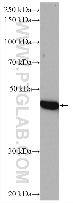 Western Blot (WB) analysis of C6 cells using TIMM44 Polyclonal antibody (13859-1-AP)