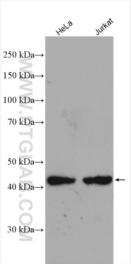 Western Blot (WB) analysis of various lysates using TIMM44 Polyclonal antibody (13859-1-AP)