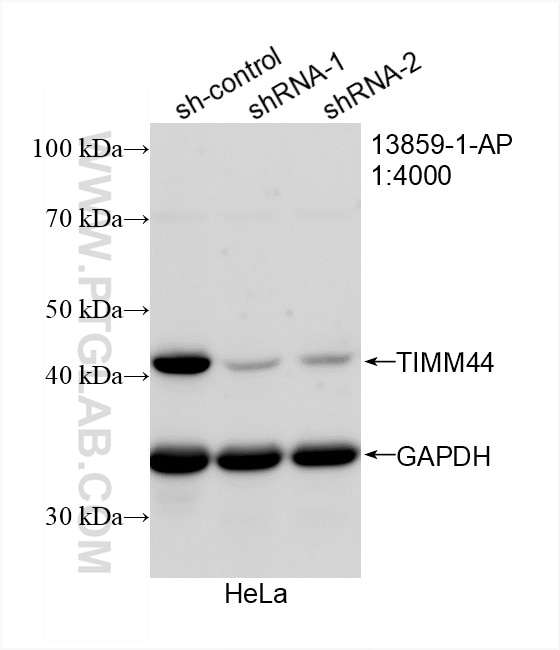 Western Blot (WB) analysis of HeLa cells using TIMM44 Polyclonal antibody (13859-1-AP)