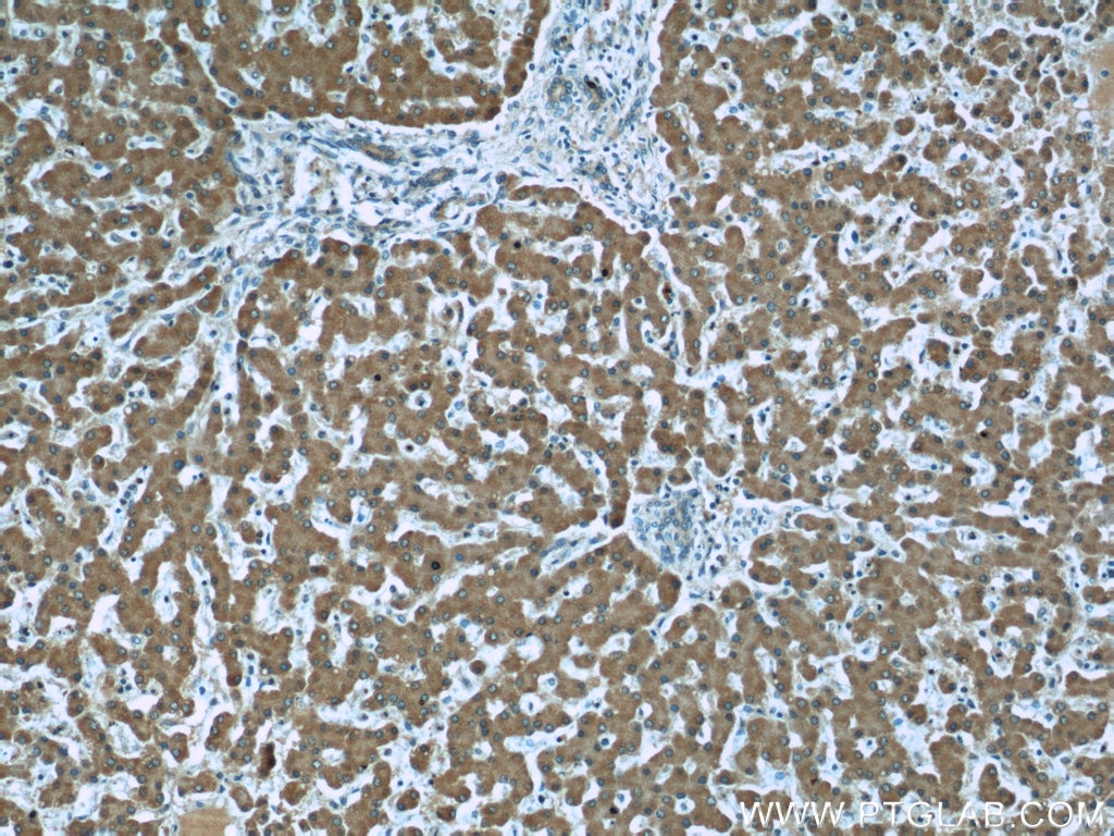 TIMM44 Monoclonal antibody