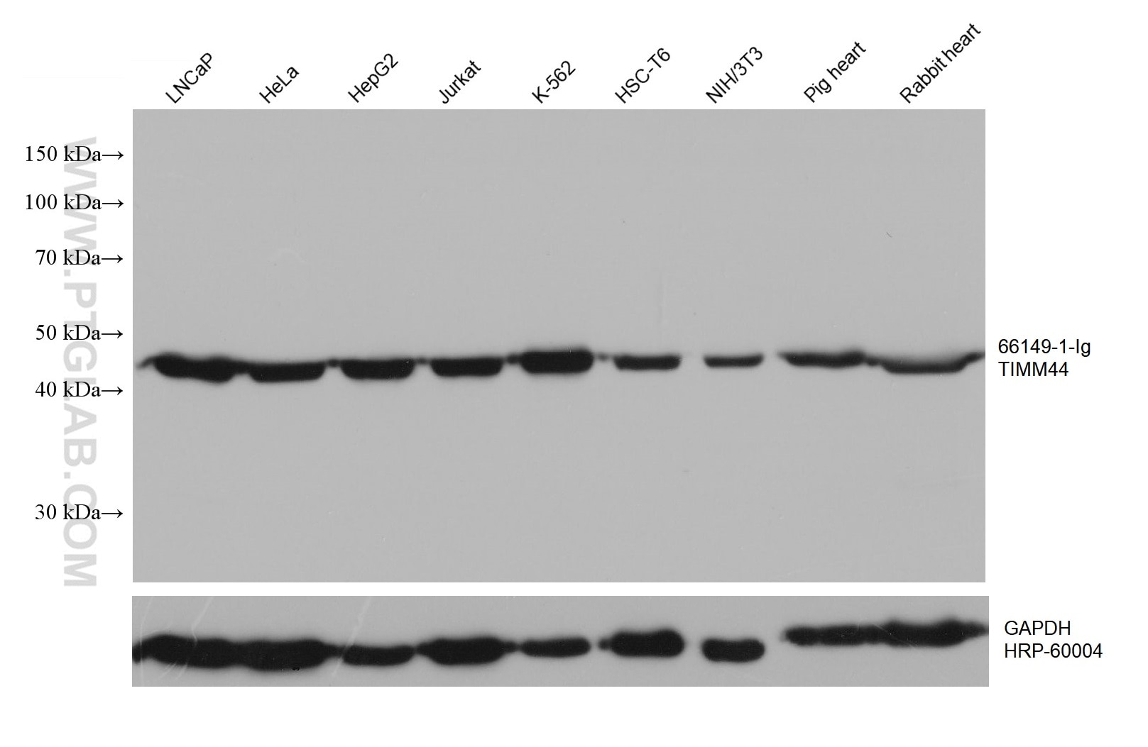 Western Blot (WB) analysis of various lysates using TIMM44 Monoclonal antibody (66149-1-Ig)