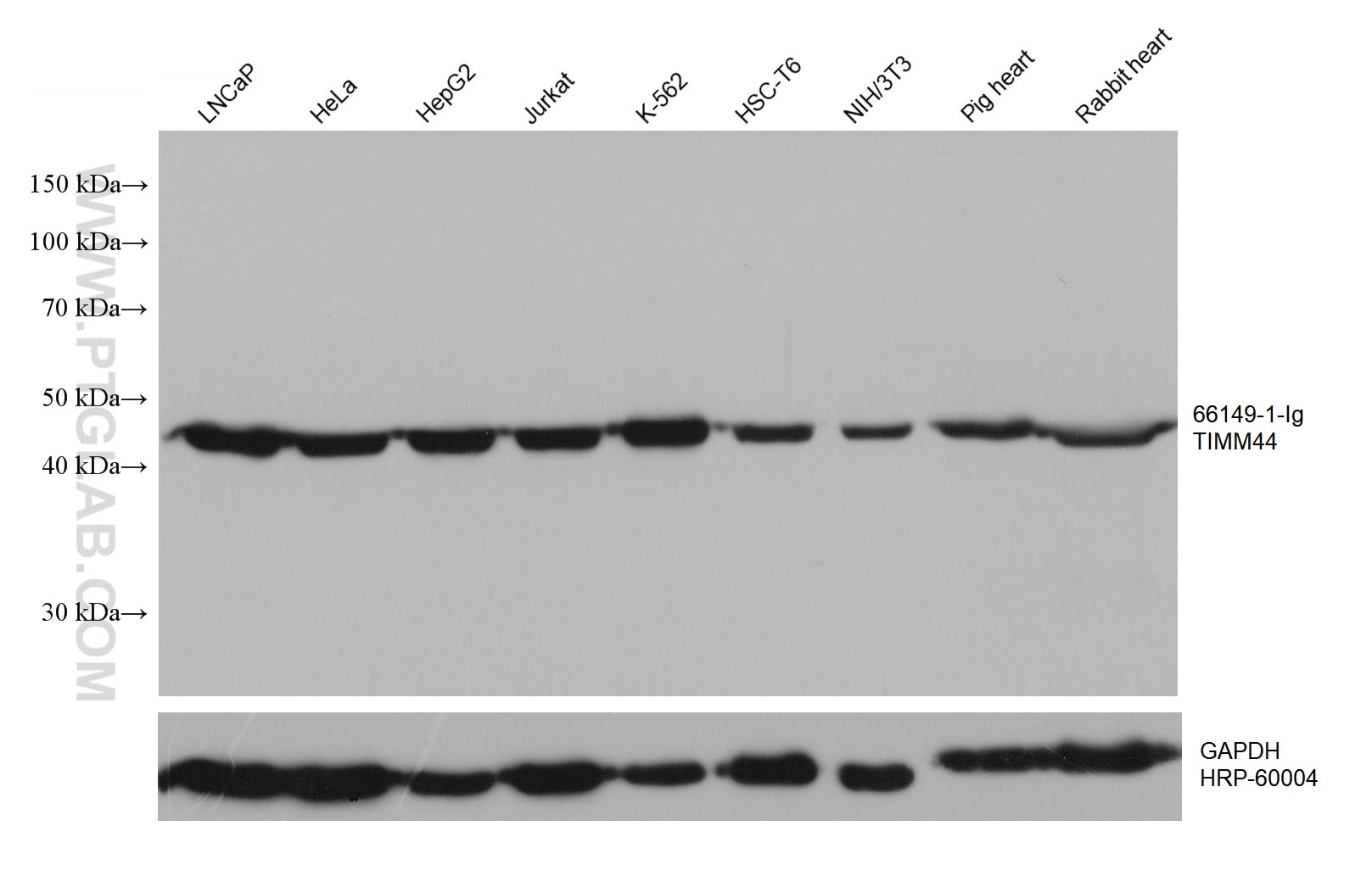 WB analysis using 66149-1-Ig