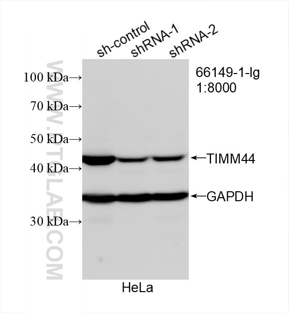 WB analysis of HeLa using 66149-1-Ig