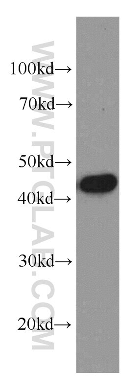 Western Blot (WB) analysis of HeLa cells using TIMM44 Monoclonal antibody (66149-1-Ig)