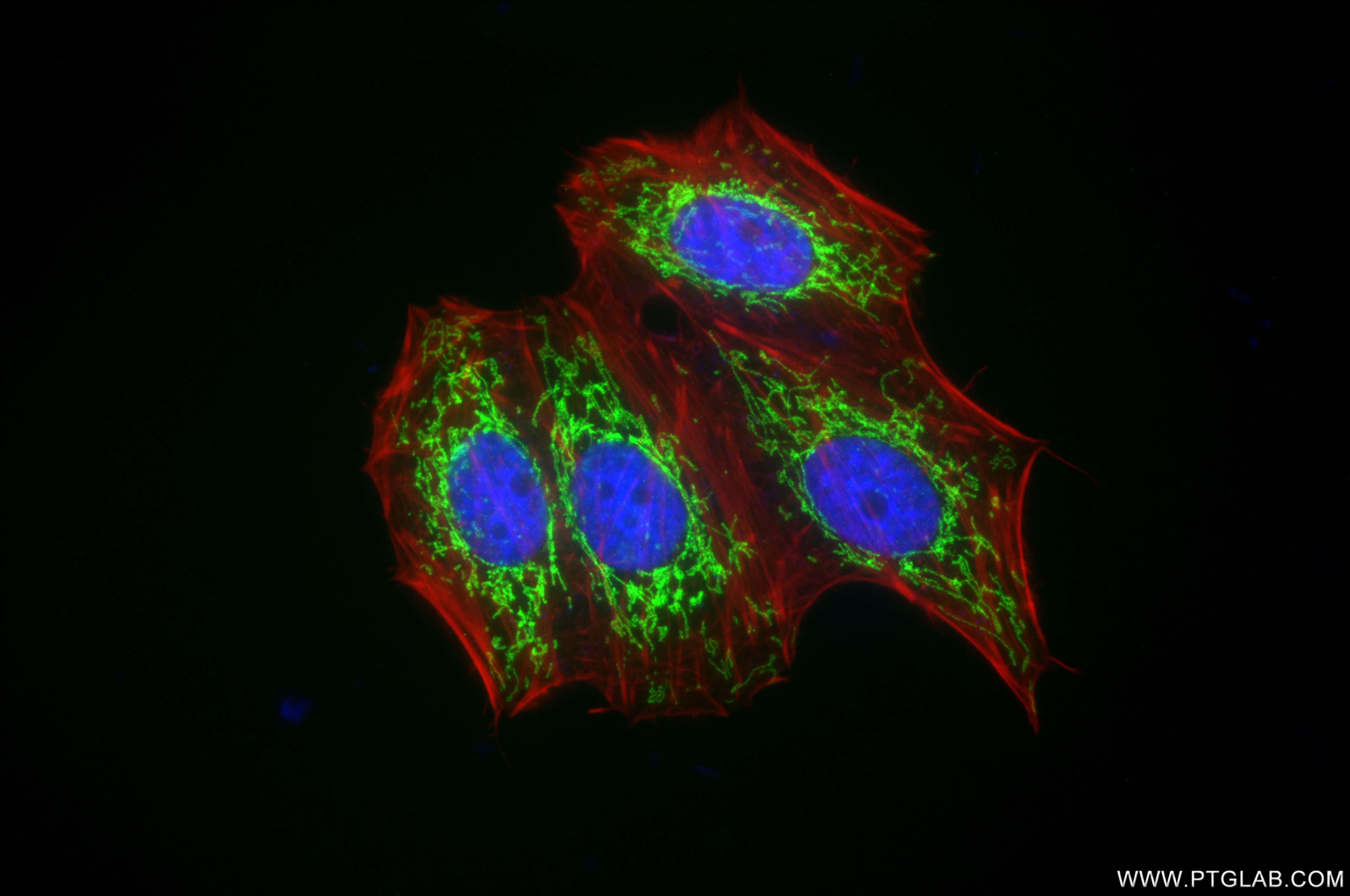 Immunofluorescence (IF) / fluorescent staining of HepG2 cells using TIMM44 Recombinant antibody (85134-5-RR)
