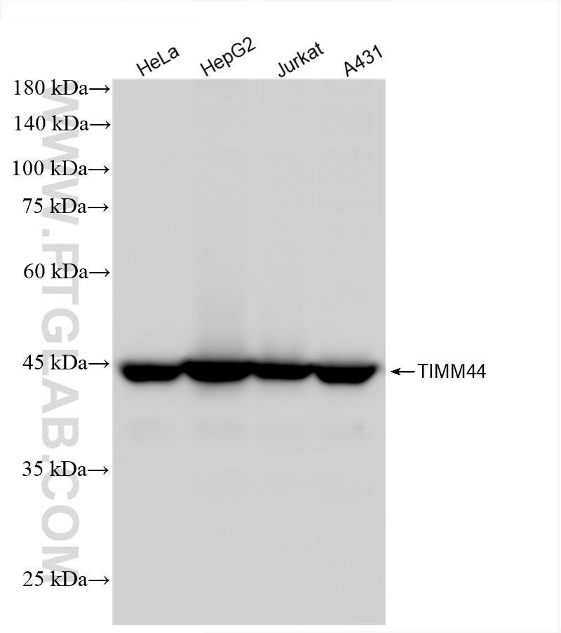 Western Blot (WB) analysis of various lysates using TIMM44 Recombinant antibody (85134-5-RR)