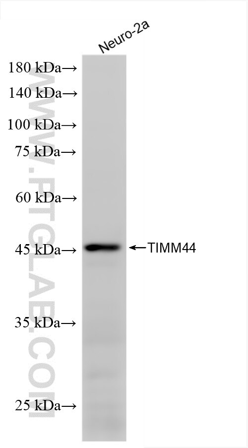 Western Blot (WB) analysis of Neuro-2a cells using TIMM44 Recombinant antibody (85134-5-RR)