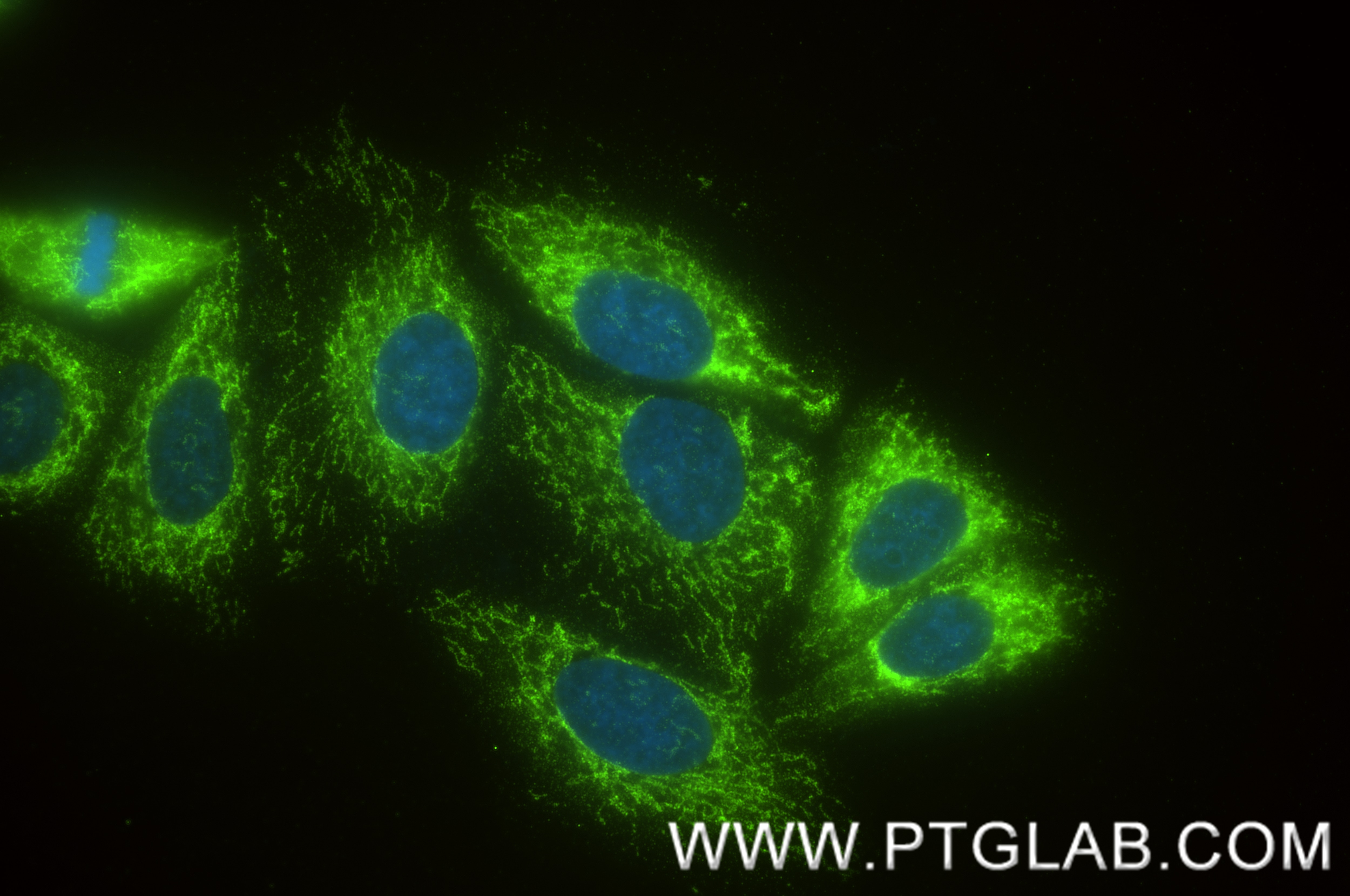 Immunofluorescence (IF) / fluorescent staining of HepG2 cells using TIMM44 Recombinant antibody (85134-6-RR)