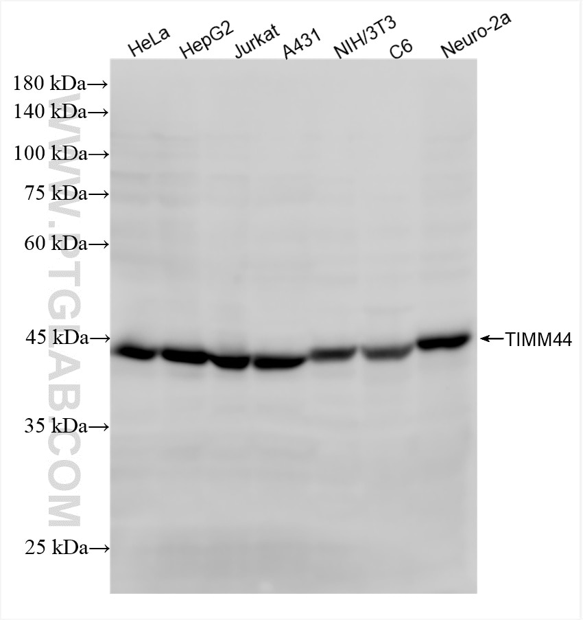 Western Blot (WB) analysis of various lysates using TIMM44 Recombinant antibody (85134-6-RR)
