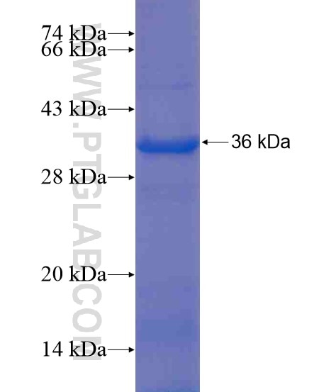 TIMM44 fusion protein Ag21389 SDS-PAGE