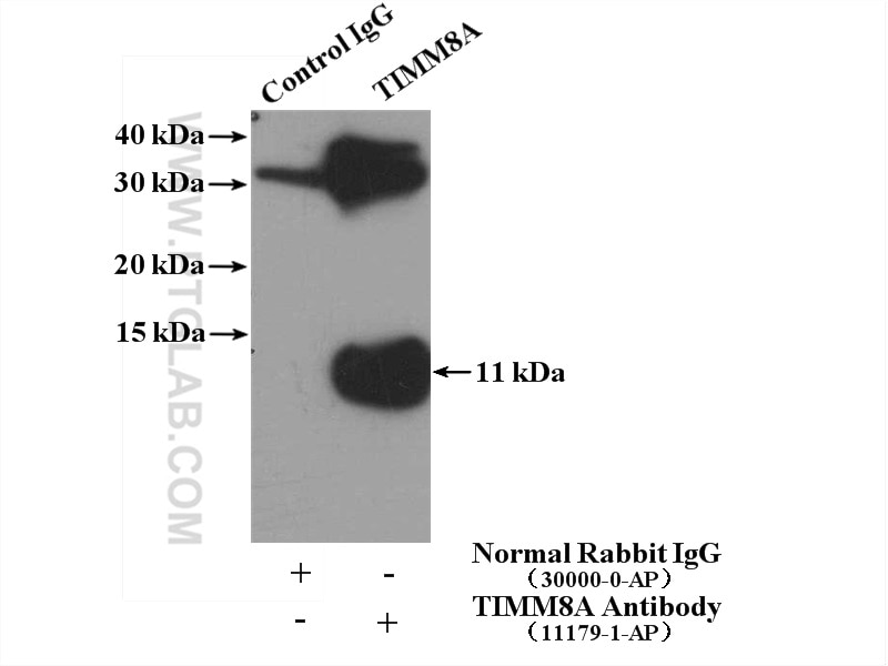 Immunoprecipitation (IP) experiment of mouse testis tissue using TIMM8A Polyclonal antibody (11179-1-AP)