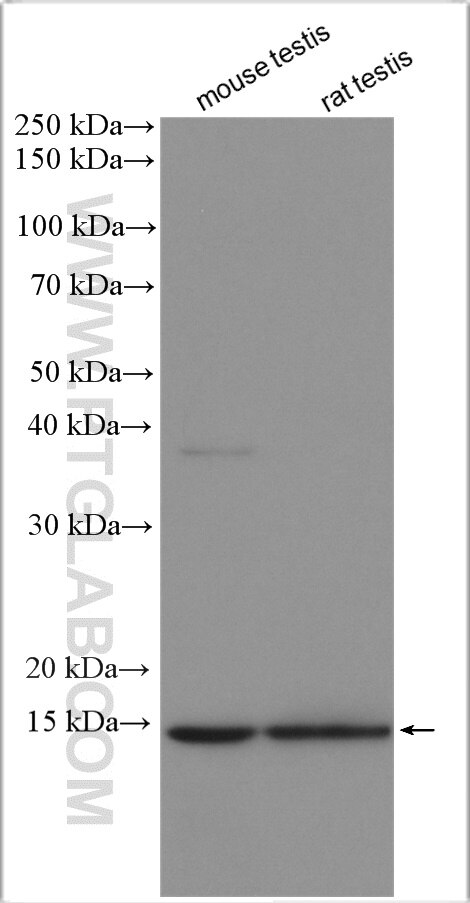 Western Blot (WB) analysis of various lysates using TIMM8A Polyclonal antibody (11179-1-AP)