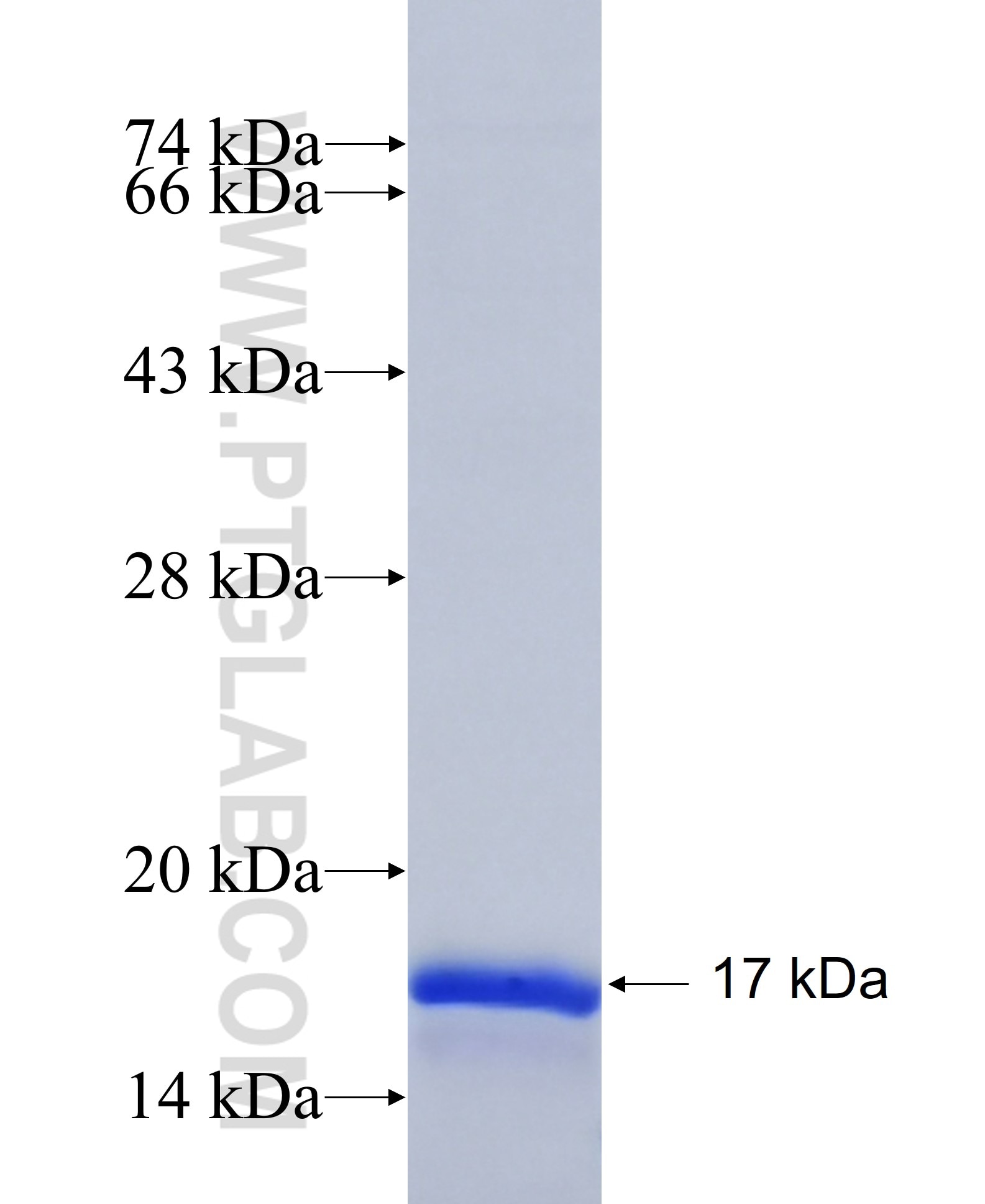 TIMM8A fusion protein Ag33190 SDS-PAGE
