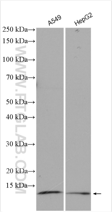 Western Blot (WB) analysis of various lysates using TIMM9 Polyclonal antibody (11479-1-AP)