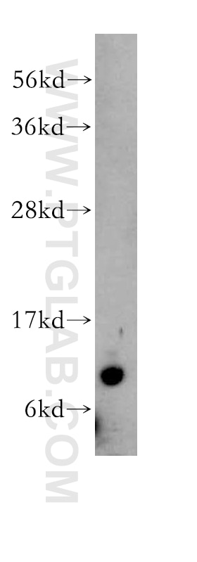 Western Blot (WB) analysis of mouse liver tissue using TIMM9 Polyclonal antibody (11479-1-AP)