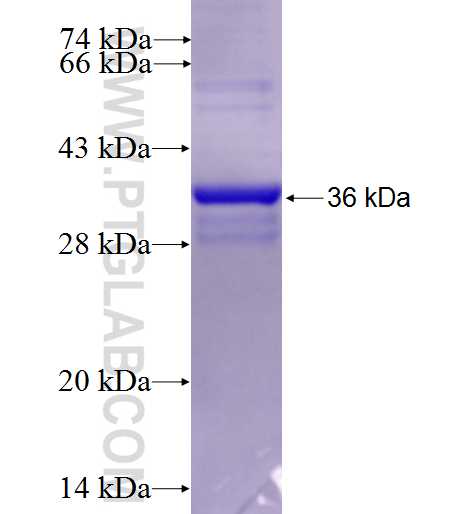 TIMM9 fusion protein Ag2050 SDS-PAGE
