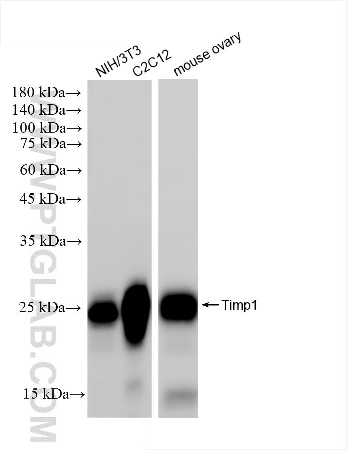 Western Blot (WB) analysis of various lysates using TIMP1 Recombinant antibody (85959-1-RR)