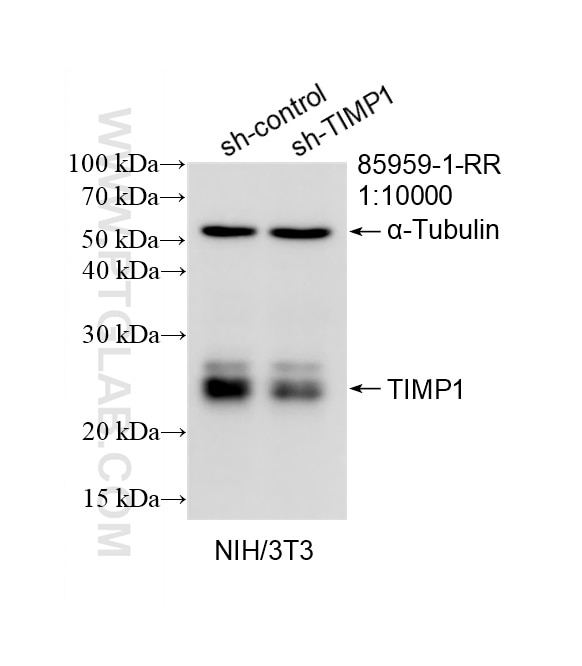 Western Blot (WB) analysis of NIH/3T3 cells using TIMP1 Recombinant monoclonal antibody (85959-1-RR)